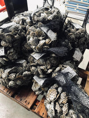 Mississippi oysters