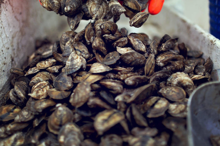 Mississippi farm raised oysters