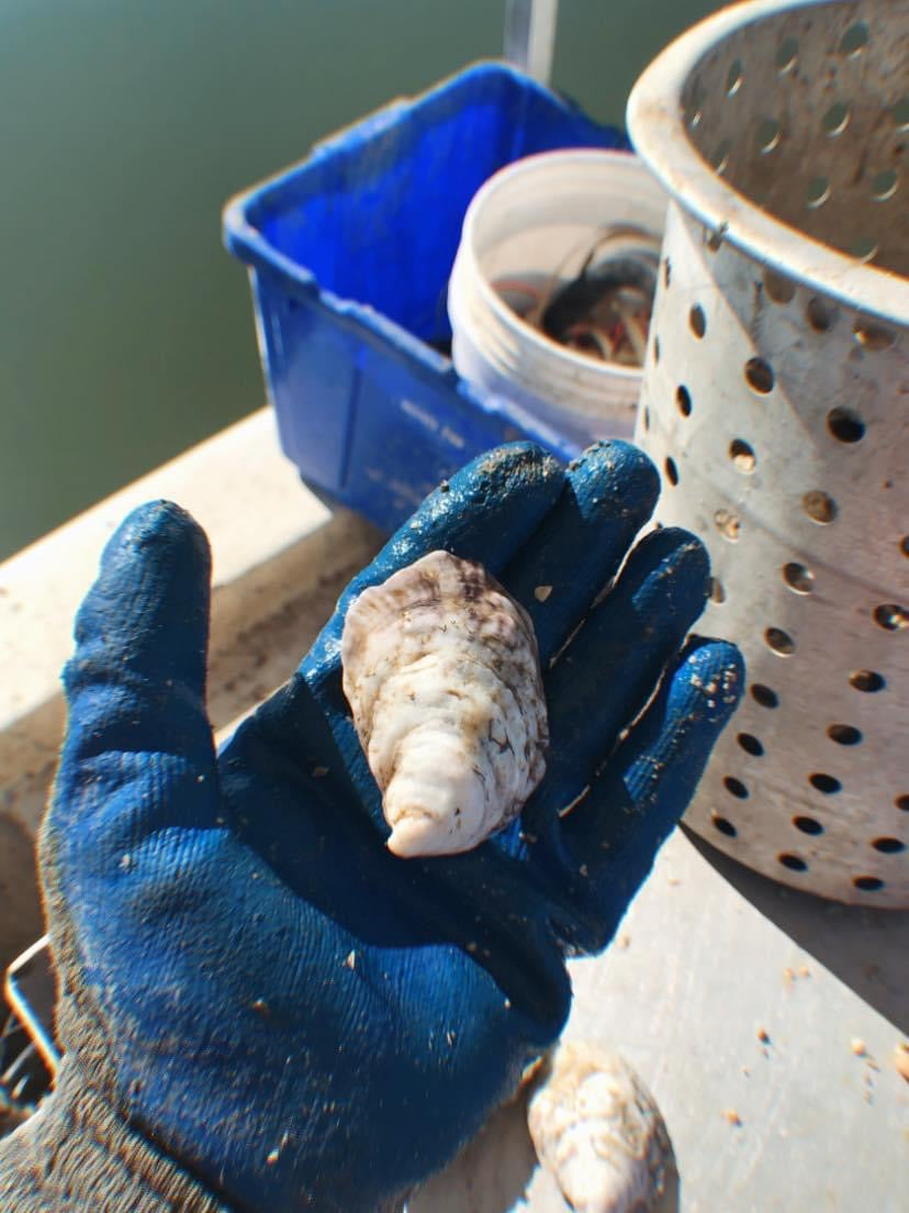 image0.jpg?v=1651101781