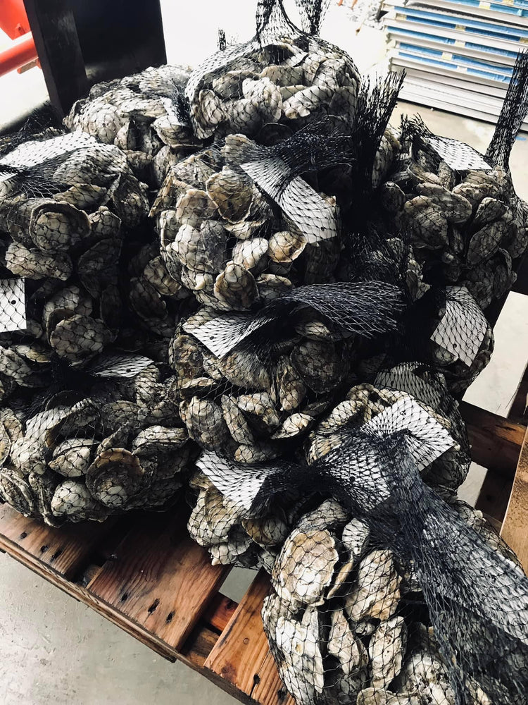 Mississippi Farm Raised Oysters (Shipping Included) - Magnolia Key
